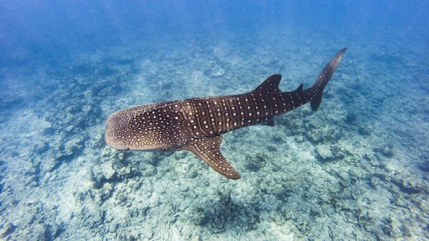 The big Whale shark