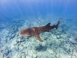 Terungkap! Ternyata Begini Cara Hiu Paus Makan di Dasar Lautan