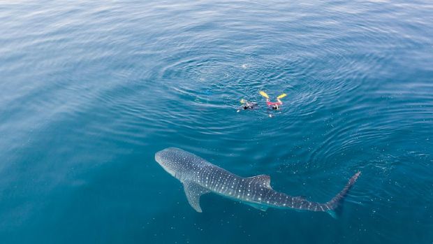 Ilustrasi hiu paus di Indonesia A whale shark, Rhincodon typus, slowly swims near the surface feeding on krill in Indonesia. This is the largest known extant fish species and can reach over 15 meters in length.