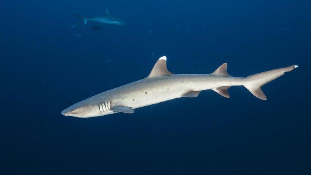 Ilustrasi hiu whitetip di Maladewa Whitetip Reef Shark, Triaenodon obesus, Indian Ocean, Maldives