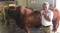 Ini Penampakan Sapi Sultan Limosin yang Harganya Selangit