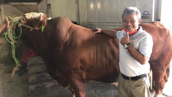Ini Penampakan Sapi Sultan Limosin yang Harganya Selangit