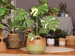5 Titik Penempatan Monstera Deliciosa untuk Datangkan Hoki di Rumah 5 Titik Penempatan Monstera Deliciosa untuk Datangkan Hoki di Rumah