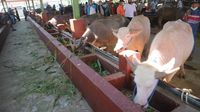 Pasar Ternak Kudus Ramai di Tengah PPKM Darurat