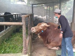 Senangnya Indra Penjualan Hewan Kurban Naik Meski Ada PPKM di Jambi