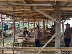 Nestapa Pedagang Hewan Kurban: Jual 1 Kambing Aja Sulit Minta Ampun