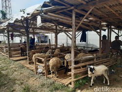 Pedagang Hewan Kurban Putar Otak Biar Nggak Rugi saat Pandemi