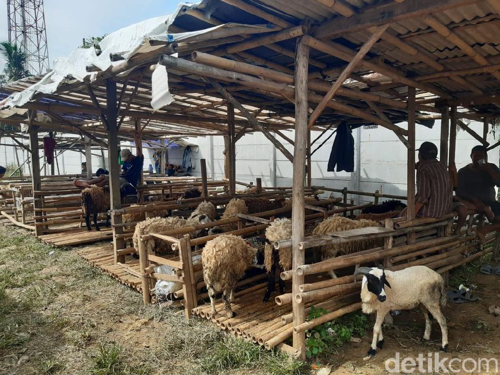 Pedagang Hewan Kurban Putar Otak Biar Nggak Rugi saat Pandemi Pedagang Hewan Kurban Putar Otak Biar Nggak Rugi saat Pandemi