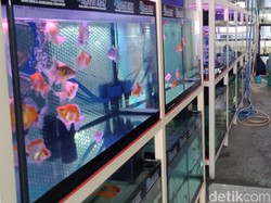 Curhat Pedagang Ikan Hias-Tukang Las di Klaten Gegara Oksigen Langka