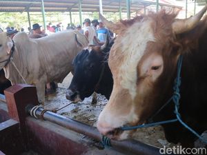 62 Hewan Ternak di Jabar Positif Penyakit Mulut dan Kuku