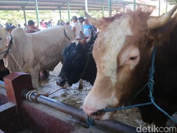 62 Hewan Ternak di Jabar Positif Penyakit Mulut dan Kuku