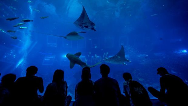 SEA Aquarium Singapura Singapore - January 8, 2016 : S.E.A. Aquarium, Singapore