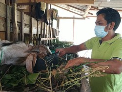 Dalang Asal Pacitan Sukses Jual Kambing Usai Setop Manggung Selama Pandemi