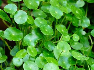 5 Tanaman Herbal untuk Tingkatkan Daya Tahan Tubuh di Masa Pandemi 5 Tanaman Herbal untuk Tingkatkan Daya Tahan Tubuh di Masa Pandemi