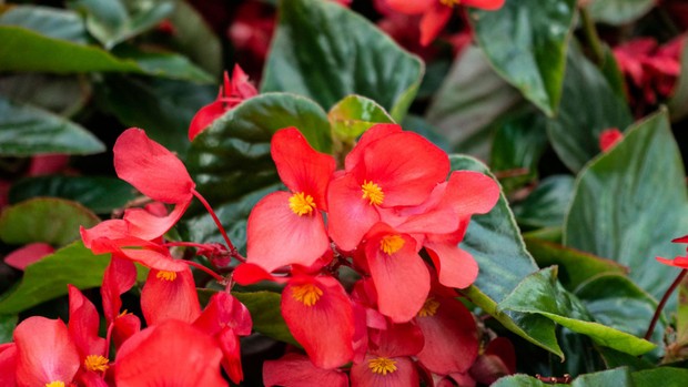 begonia (sumber : rumah.com)