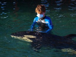 Bayi Orca Mati dalam Proses Mencari Induknya yang Hilang