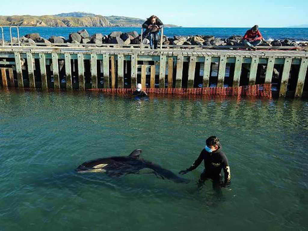 Kasian, Anak Paus Orca Terdampar di Selandia Baru