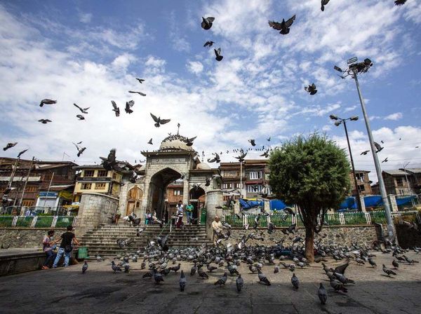 Memberi Makan Ratusan Merpati di Masjid Muslim Kashmir
