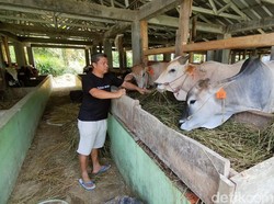 Penjual Hewan Kurban Kuningan Keluhkan Sulitnya Cari Pembeli Gegara PPKM