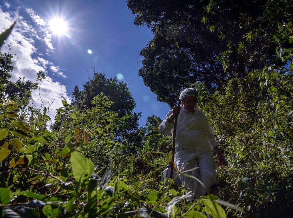 Saat Nakes di Kolombia Lewati Hutan Belantara Demi Vaksinasi Warga Saat Nakes di Kolombia Lewati Hutan Belantara Demi Vaksinasi Warga