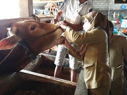 Jelang Idul Adha, Penjualan Sapi Kurban dari Blitar Anjlok