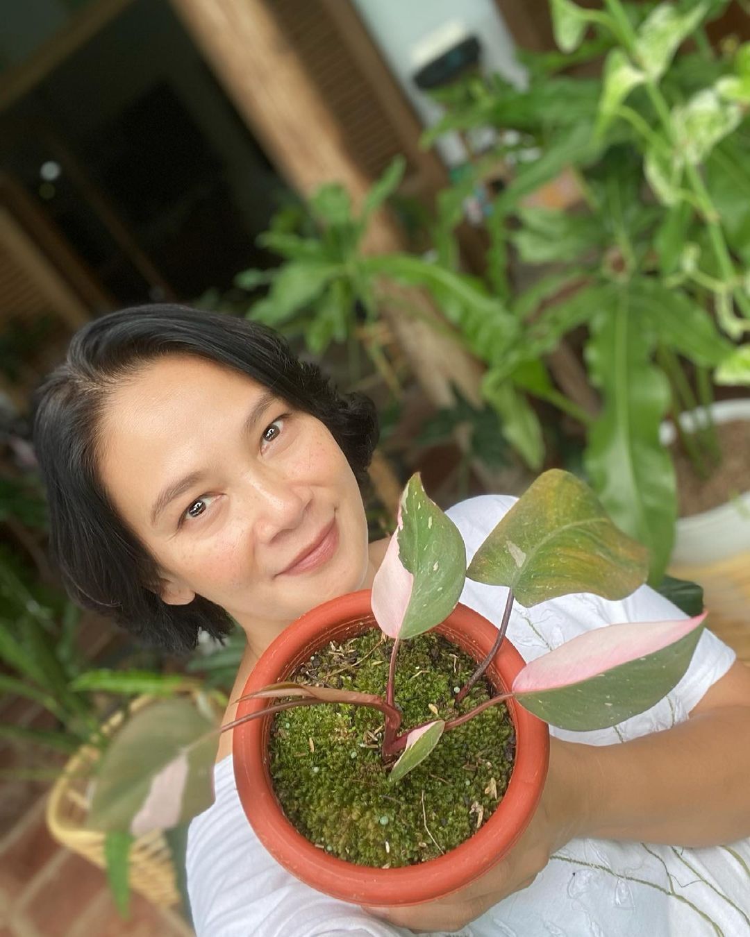 Tanaman Hias Dian Nitami