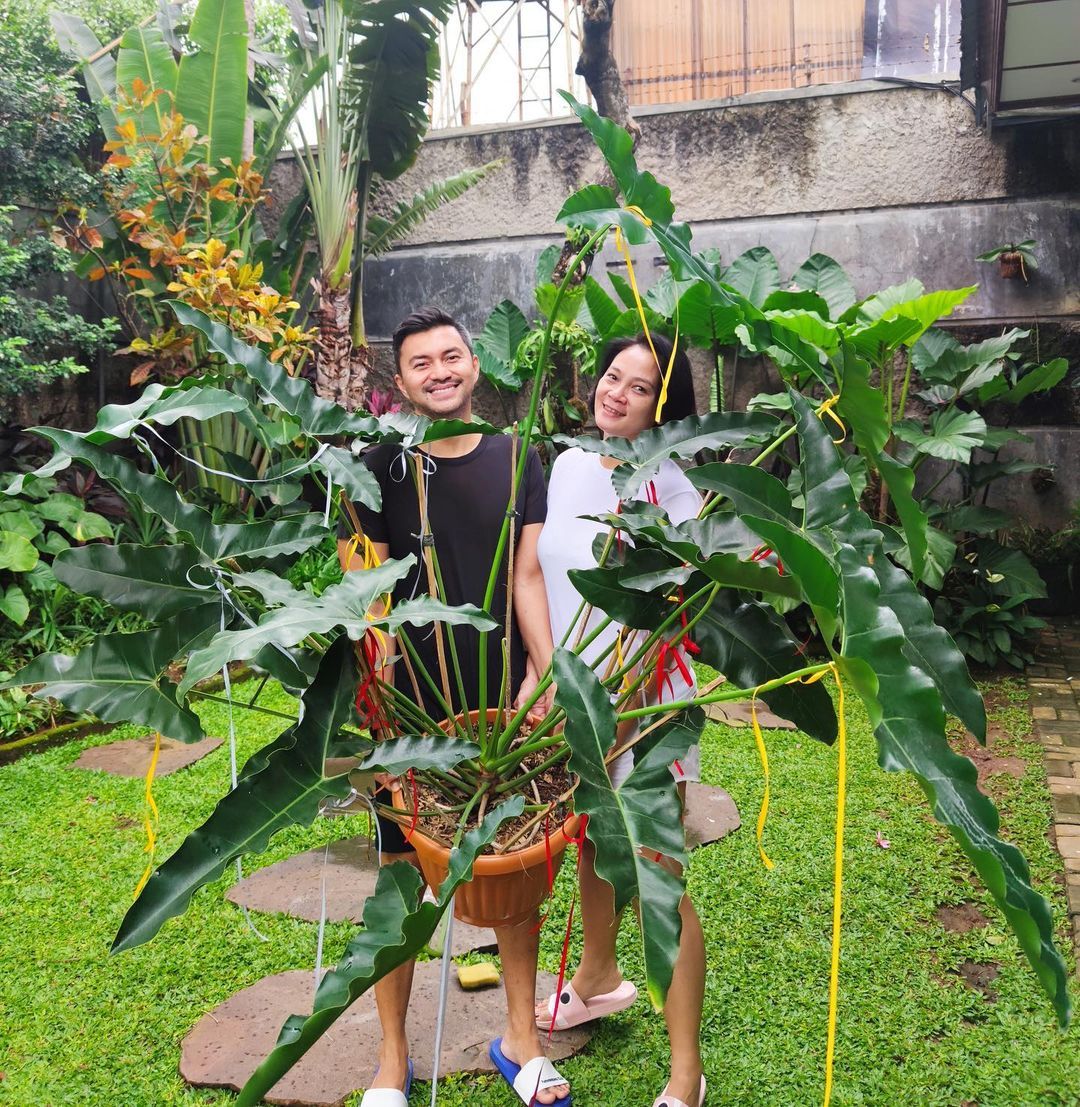 Tanaman Hias Dian Nitami