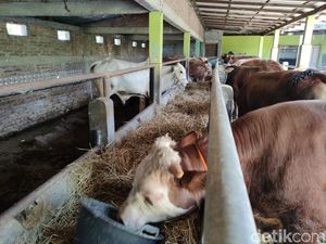 Jelang Idul Adha, Penjualan Sapi Kurban di Kulon Progo Anjlok