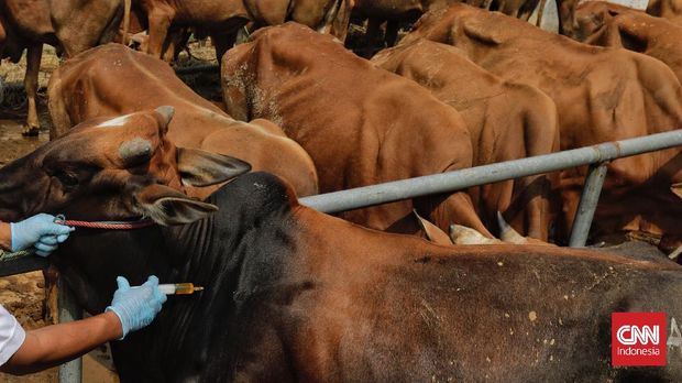 Petugas Dinas Ketahanan Pangan dan Pertanian Jakarta memeriksa kesehatan hewan kurban di salah satu tempat penjualan hewan kurban di Jakarta. Kamis. 15 Juli 2021.  (CNN Indonesia/ Adhi Wicaksono)