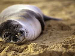 Jangan Coba-coba Sentuh Hewan Lucu Ini, Bisa Masuk Penjara