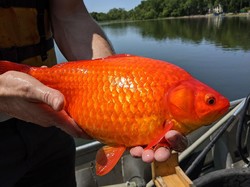 Pemkab Simalungun Beli Calon Induk Ikan Mas, 1 Ekor Capai Rp 2 Juta