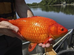 Wow, 20-an Ikan Mas Berukuran Jumbo Ditemukan di Danau Minnesota