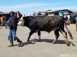 Jelang Idul Adha, Salon Sapi di Boyolali Laris Manis