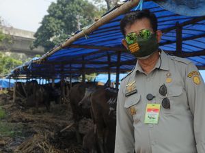 Cek Stok Hewan Kurban di Bogor, Mentan: Harga Terkendali, Kondisi Cukup
