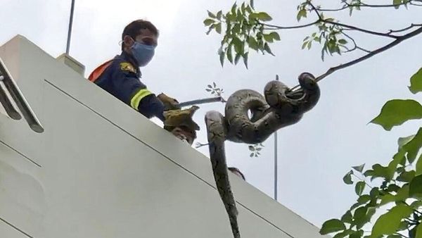 Lockdown di Thailand Bikin Ular Sanca Keluar dari Sarang
