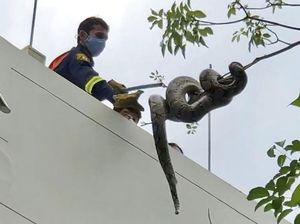 Lockdown di Thailand Bikin Ular Sanca Keluar dari Sarang