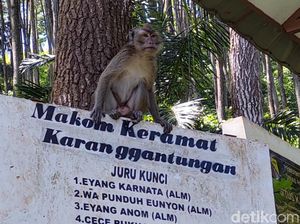 40 Ekor Monyet di Karang Gantungan, Tidak Pernah Nambah atau Berkurang