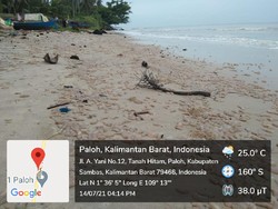 Viral! Muncul Ribuan Teripang di Pantai Sambas