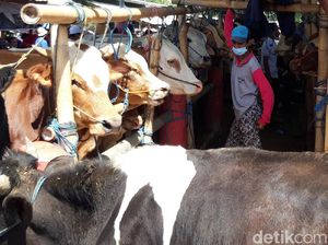 Jelang Idul Adha, Harga Sapi Kurban di Boyolali Naik hingga Rp 2 Juta