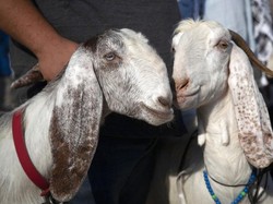 Arti Kurban Menurut Bahasa, Begini Penjelasannya