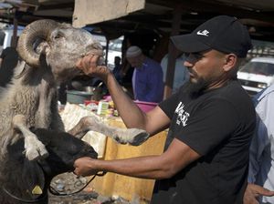 Sibuknya Warga Palestina Berburu Hewan Kurban