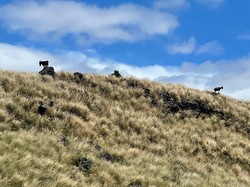 Taman Nasional di Hawaii Bagi-bagi Ratusan Kambing kepada Warga