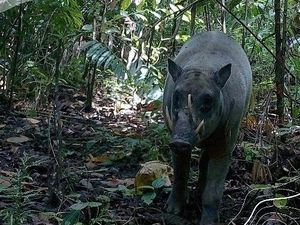 Bukan Mitos! Babirusa Terekam di Pulau Buru