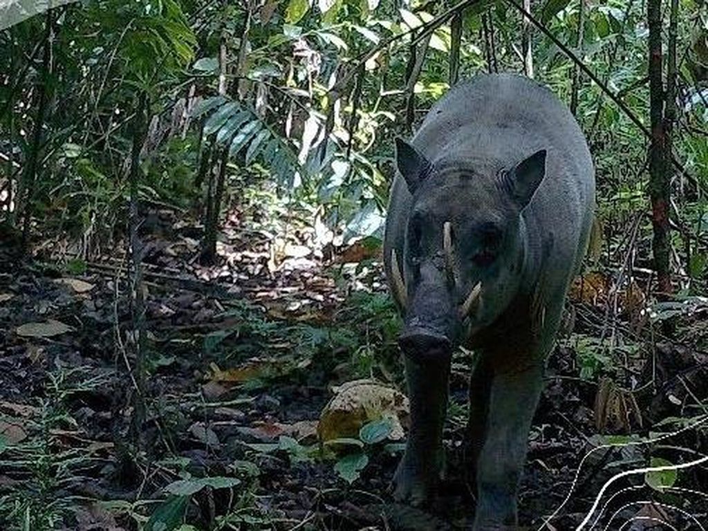 Jawaban Imigrasi Soal WNA Masuk RI sampai Munculnya Babirusa di Maluku Jawaban Imigrasi Soal WNA Masuk RI sampai Munculnya Babirusa di Maluku