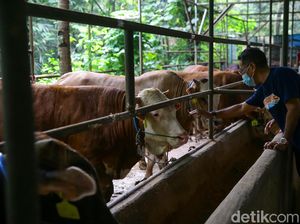 Mentan Jamin Hewan Kurban Idul Adha Bukan dari Zona Merah PMK