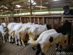 Masya Allah, Penyembelihan Hewan Kurban Idul Adha Benar Menurut Sains