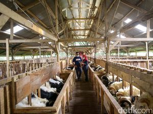 Berburu Hewan Kurban Sambil Berwisata di Kampung 99 Pepohonan