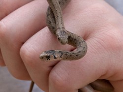 Kaget Bukan Main, Wanita Ini Temukan 18 Ekor Ular di Bawah Kasurnya