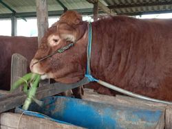 Dua RPH di Surabaya Siap Sembelih Hewan Kurban, Totalnya 70 Ekor Sapi