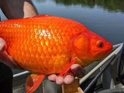 Ikan Mas di Amerika: Dulu Disayang-sayang, Sekarang Dibuang-buang